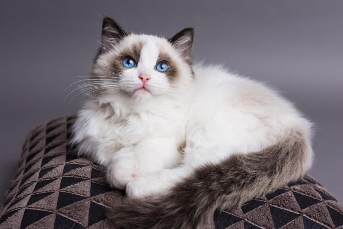 Making Your Home Conducive for Your Ragdoll Cat