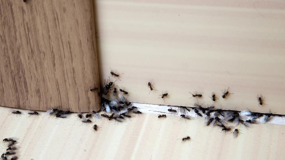 Most common pests found in a home